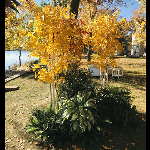 Outdoor Rent-A-Woods - Rent-a-Woods - Fall Colors tree rentals for weddings 